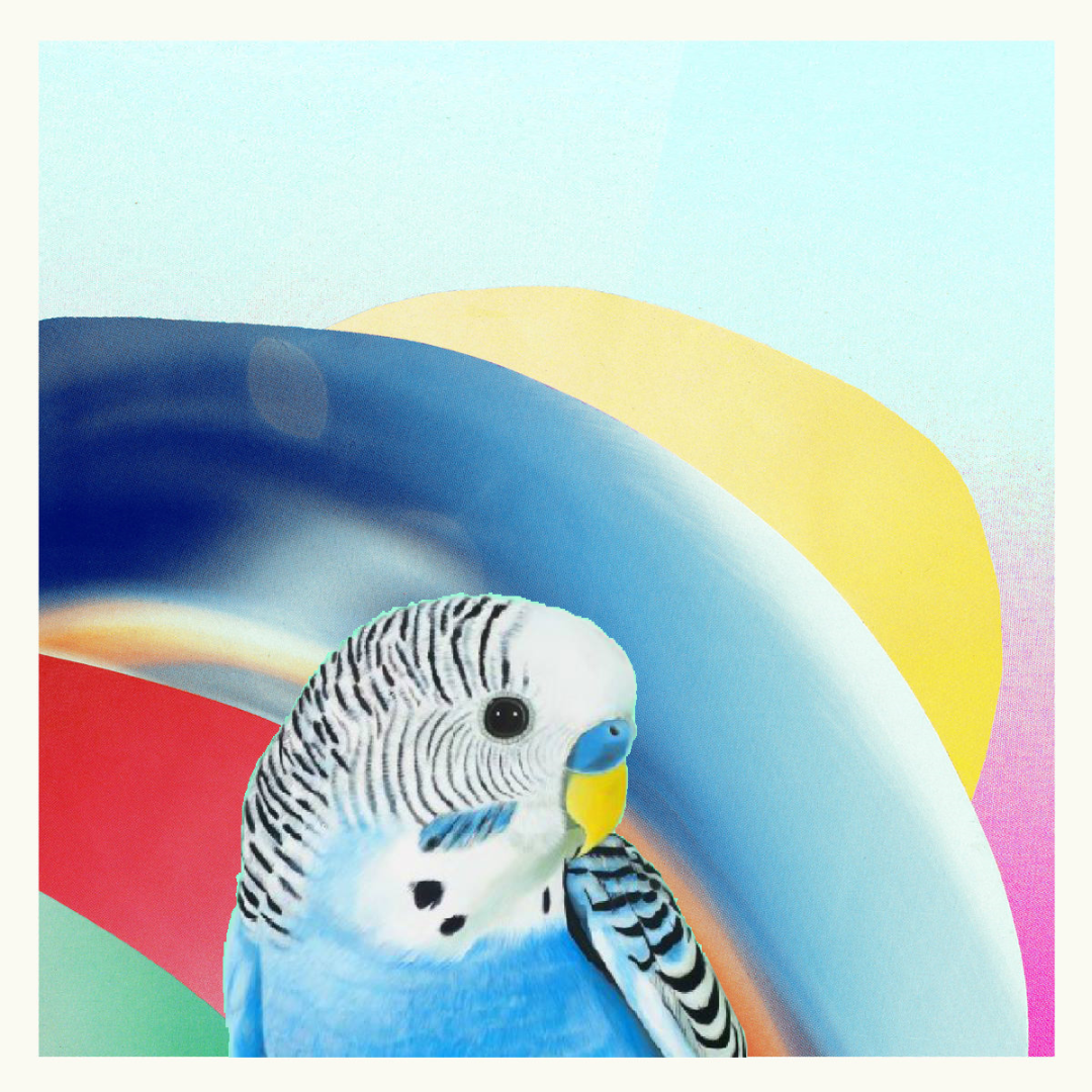 Birdy Fun Fun with Japanese Wallpaper & Grynpyret