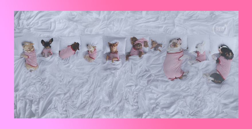  Yeezy's 'Famous' Vid Has Been Recreated With A Bunch Of Cute Doggos