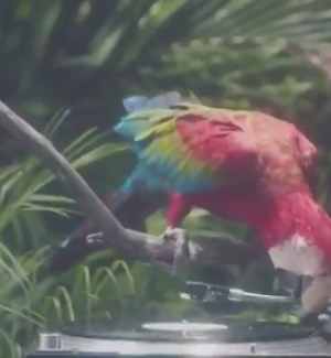 Watch A Funky Parrot Preview Every Song On Calvin Harris' New Album